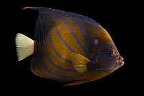 Blue ring angelfish (Pomacanthus annularis) portrait, Omaha's Henry Doorly Zoo and Aquarium. Captive, occurs in Indo-Pacific.