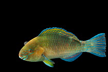 Gulf parrotfish (Scarus persicus) portrait, Sharjah Aquarium UAE. Captive.
