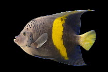 Yellowbar angelfish (Pomacanthus maculosus) portrait, Sharjah Aquarium, UAE. Captive, occurs in Indian Ocean.
