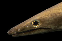 Daggertooth pike conger eel (Muraenesox cinereus) head portrait, Sharjah Aquarium, UAE. Captive.