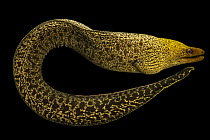 Undulated moray eel (Gymnothorax undulatus) portrait, Sharjah Aquarium, UAE. Captive, occurs in Pacific Ocean.