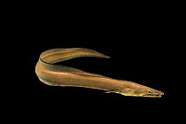 Daggertooth pike conger eel (Muraenesox cinereus) portrait, Sharjah Aquarium, UAE. Captive.