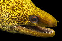 Undulated moray eel (Gymnothorax undulatus) head portrait, Sharjah Aquarium, UAE. Captive, occurs in Pacific Ocean.
