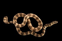 Arabian Gulf sea snake (Hydrophis lapemoides) portrait, Arabian Wildlife Centre, UAE. Captive.