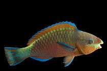 Quoy's parrotfish (Scarus quoyi) portrait, Omaha's Henry Doorly Zoo & Aquarium. Captive, occurs in western Pacific Ocean.