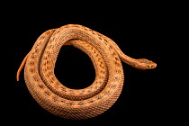 Arabian cat snake (Telescopus dhara) coiled up, portrait, Arabia's Wildlife Centre, UAE. Captive.