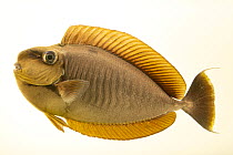 Bignose unicornfish (Naso vlamingii) portrait, Aquarium of Boise. Captive, occurs in Indo-Pacific.