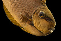 Bignose unicornfish (Naso vlamingii) head portrait, Aquarium of Boise. Captive, occurs in Indo-Pacific.