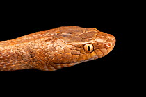 Arabian cat snake (Telescopus dhara) head portrait, Arabia's Wildlife Centre, UAE. Captive.