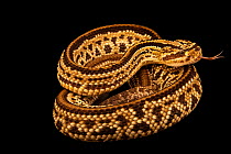 Central American rattlesnake (Crotalus simus) coiled up, portrait, Phoenix Herpetological Sanctuary. Captive, occurs in Mexico and Central America.