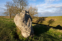 Standing stone in outer circle at Avebury Stone Circle and henge, dated to the Neolithic Period, Wiltshire, England, UK, January 2024. UNESCO World Heritage site.