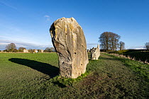 Barber Stone, beneath which was found the body of a barber surgeon, Avebury Stone circle and Henge, Wiltshire, England, UK, January 2024. Re-erected in 1938. UNESCO World Heritage Site.