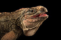 Exuma Island iguana (Cyclura cychlura figginsi) male, with mouth open head portrait, IguanaLand, Florida. Captive, occurs in Exuma Islands, Bahamas. Critically endangered.