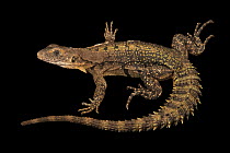 Yellowback spinytail iguana (Ctenosaura flavidorsalis) male, portrait, IguanaLand, Florida. Captive, occurs in central America.