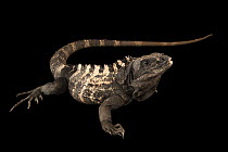 Roatan spinytail iguana (Ctenosaura oedirhina) male, portrait, IguanaLand, Florida. Captive, occurs in Roatan, Bay Islands, Honduras. Endangered.