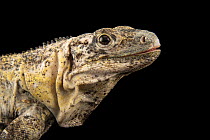 Northeastern spinytail iguana (Ctenosaura acanthura) female, head portrait, IguanaLand, Florida. Captive, occurs in Mexico and Guatemala.