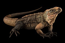 Exuma Island iguana (Cyclura cychlura figginsi) male, portrait, IguanaLand, Florida. Captive, occurs in Exuma Islands, Bahamas. Critically endangered.