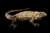 Northeastern spinytail iguana (Ctenosaura acanthura) female, portrait, IguanaLand, Florida. Captive, occurs in Mexico and Guatemala.