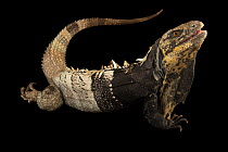 Black-chested spinytail iguana (Ctenosaura melanosterna) male, portrait, IguanaLand, Florida. Captive, occurs in Honduras. Endangered.