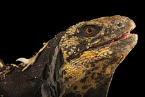 Black-chested spinytail iguana (Ctenosaura melanosterna) male, head portrait, IguanaLand, Florida. Captive, occurs in Honduras. Endangered.