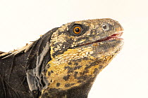 Black-chested spinytail iguana (Ctenosaura melanosterna) male, head portrait, IguanaLand, Florida. Captive, occurs in Honduras. Endangered.