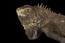 Saba Island iguana (Iguana melanoderma) female, head portrait, IguanaLand, Florida. Captive, occurs in Saba and Montserrat, Caribbean. Critically endangered