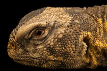 Leptien's spiny-tailed lizard (Uromastyx aegyptia leptieni) head portrait, Arabia's Wildlife Centre, Sharjah, UAE. Captive.