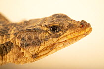 Karoo girdled lizard (Karusasaurus polyzonus) head portrait, Omaha's Henry Doorly Zoo and Aquarium. Captive, occurs in southern Africa.