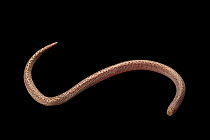 Zarudny's worm lizard (Diplometopon zarudnyi) portrait,  Reptile's Home private collection, Ras Al Khaimah, UAE. Captive.