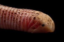 Zarudny's worm lizard (Diplometopon zarudnyi) head portrait,  Reptile's Home private collection, Ras Al Khaimah, UAE. Captive.