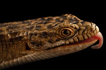 California alligator lizard (Elgaria multicarinata multicarinata) male, with tongue out, head portrait, Sulphur Creek Nature Center, California, USA. Captive.