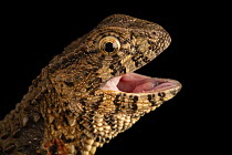 Vietnamese crocodile lizard (Shinisaurus crocodilurus vietnamensis) male, with mouth open, head portrait, Zie-Zoo, Netherlands. Captive, occurs in Vietnam. Endangered.