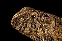 Vietnamese crocodile lizard (Shinisaurus crocodilurus vietnamensis) male, head portrait, Zie-Zoo, Netherlands. Captive, occurs in Vietnam. Endangered.
