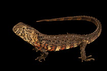 Vietnamese crocodile lizard (Shinisaurus crocodilurus vietnamensis) male, portrait, Zie-Zoo, Netherlands. Captive, occurs in Vietnam. Endangered.