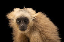 Pileated gibbon (Hylobates pileatus) juvenile aged 2 years, head portrait, Angkor Centre for Conservation of Biodiversity, Cambodia. Captive. Endangered.