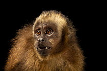 Large-headed capuchin (Sapajus macrocephalus macrocephalus) female, head portrait, Amazon Shelter, Tambopata, Peru. Captive.