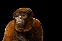 Silvery woolly monkey (Lagothrix poeppigii) portrait, Amazon Shelter, a wildlife rescue, rehabilitation and release center, Tambopata, Peru. Captive. Endangered.