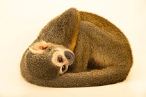 Ecuadorian squirrel monkey (Saimiri cassiquiarensis macrodon) resting, portrait, Centro de Rescate Amazonico, Peru. Captive.