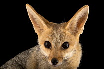 Cape fox (Vulpes chama) female, head portrait, Plzen Zoo. Captive, occurs in southern Africa.