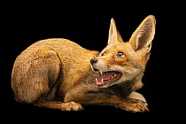 Arabian red fox (Vulpes vulpes arabica) with mouth open, portrait, Arabian Wildlife Centre, UAE. Captive.