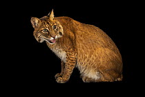 Eastern bobcat (Lynx rufus rufus) with tongue out, portrait, Alexandria Zoological Park, Louisiana, USA. Captive.