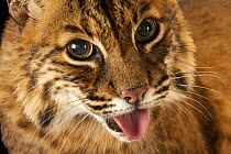 Eastern bobcat (Lynx rufus rufus) with tongue out, head portrait, Alexandria Zoological Park, Louisiana, USA. Captive.
