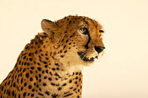 Northwest African cheetah (Acinonyx jubatus hecki) head portrait, Al Wathba Breeding Center, Abu Dhabi. Captive, occurs in northwestern Africa. Critically endangered.