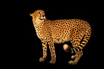 Northwest African cheetah (Acinonyx jubatus hecki) portrait, Al Wathba Breeding Center, Abu Dhabi. Captive, occurs in northwestern Africa. Critically endangered.