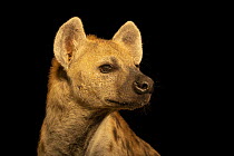 Spotted hyena (Crocuta crocuta) head portrait, Emirates Park Zoo, UAE. Captive, occurs in Africa.