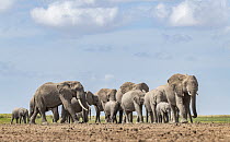 African elephant (Loxodonta africana) herd walking across plain, Amboseli National Park, Kenya. Endangered.
