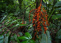 Palm (Chamaedorea sp,) fruits in tropical rainforest, Caribbean slope of Guatemala, Sierra Caral, Izabal, Guatemala.