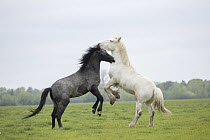 Free roaming Gypsy Vanner colt/horse (right) playfighting with another colt, on the flood plains, Port Meadow, Oxford, Oxfordshire, England.u