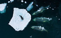A pod of Type B1 Antarctic killer whales (Orcinus orca) hunting Weddell seal (Leptonychotes weddellii) using coordinated wave washing technique, Antarctic Peninsula, Antarctica. The synchronised charg...