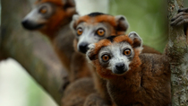Crowned lemur (Eulemur coronatus) males sitting in a tree, looking around, Madagascar. November. Endangered.